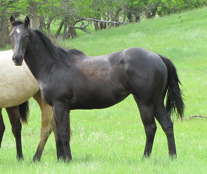 Pictured summer 2013 as yearling